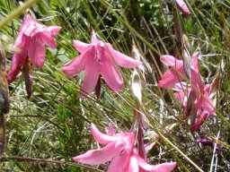 Dierama dracomontanum flowers